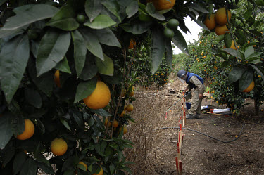 De-mining workers clearing through the orange groves near Tyre.