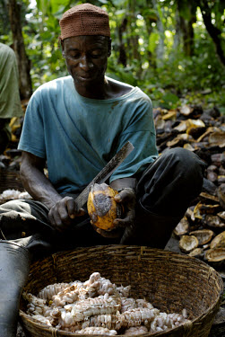 Kuapa Kokoo farmer Elias Mohammed splitting cocoa pods. Kuapa Kokoo is a cocoa farmers' co-operative with 45,000 members spread across the forests of Kumasi. The farmers are all equal owners of Kuapa,...