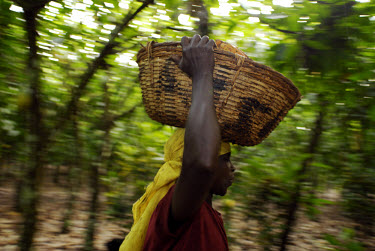 Aminatu Kasim, a Kuapa Kokoo farmer, gathering cocoa pods after they've been cut from the trees. Kuapa Kokoo is a cocoa farmers' co-operative with 45,000 members spread across the forests of Kumasi. T...