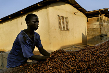 20 year old Haledu Mohammed, working with the Kuapa Kokoo co-operative, spreads cocoa beans out to dry in the sun. Kuapa Kokoo is a farmers' co-operative with 45,000 members spread across the forests...