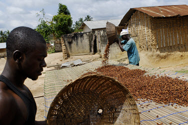 Elias Mohammed, in blue, Kuappa Kokoo's elected 'recorder', spreads out cocoa beans to dry in the sun. Kuapa Kokoo is a farmers' co-operative with 45,000 members spread across the forests of Kumasi. T...