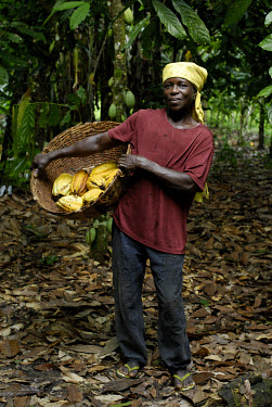 Kuapa Kokoo farmer Aminatu Kasim on her farm. Kuapa Kokoo is a cocoa farmers' co-operative with 45,000 members spread across the forests of Kumasi. The farmers are all equal owners of Kuapa, which in...