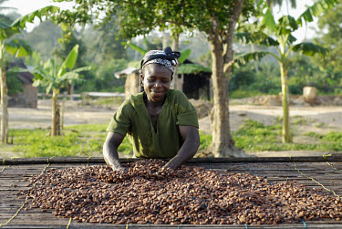 Aminatu Kasim, a Kuapa Kokoo farmer, spreads her cocoa beans out to dry in the sun. Kuapa Kokoo is a cocoa farmers' co-operative with 45,000 members spread across the forests of Kumasi. The farmers ar...