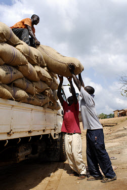 Loading bags of cocoa beans, which way 62.5 kg each, onto the Kuapa Kokoo lorry. Kuapa Kokoo is a farmers' co-operative with 45,000 members spread across the forests of Kumasi. The farmers are all equ...