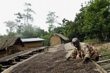 Agya Atta, 83, spreads his cocoa beans out to dry on his farm, which is part of the Kuapa Kokoo co-operative. Kuapa Kokoo is a cocoa farmers' co-operative with 45,000 members spread across the forests...
