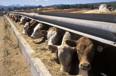 Cattle in feed-lot.
