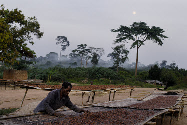 A Kuapa Kokoo farmer prepares to cover his beans, which have been drying in the sun all day. Kuapa Kokoo is a cocoa farmers' co-operative with 45,000 members spread across the forests of Kumasi. The f...