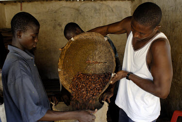 Kuapa Kokoo farmers bagging cocoa beans for weighing. Kuapa Kokoo is a cocoa farmers' co-operative with 45,000 members spread across the forests of Kumasi. The farmers are all equal owners of Kuapa, w...