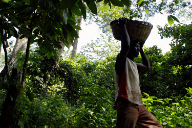 Awa Mohammed, a Kuapa Kokoo farmer, carries a basket of freshly cut cocoa pods through the forest. Kuapa Kokoo is a cocoa farmers' co-operative with 45,000 members spread across the forests of Kumasi....