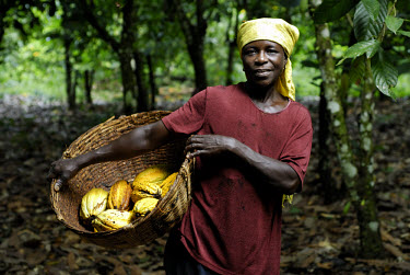 Kuapa Kokoo cocoa farmer Aminatu Kasim on her farm. Kuapa Kokoo is a cocoa farmers' co-operative with 45,000 members spread across the forests of Kumasi. The farmers are all equal owners of Kuapa, whi...
