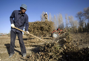 Farmers work on cotton fields in Mingshan village in Western Gansu Province.