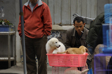 Puppies for sale on a street corner close to where dogs used to be sold for food in Qingping Market. Pets are becoming more and more popular amongst China's middle class.