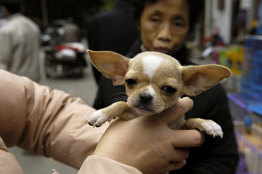 Woman examining a Chihuahua puppy for sale on a street corner close to where dogs used to be sold for food in Qingping Market. Pets are becoming more and more popular amongst China's middle class.