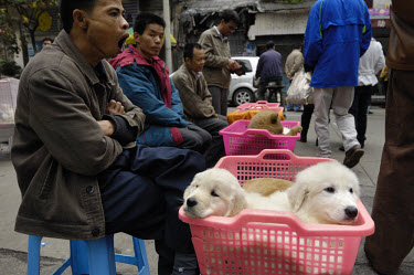Puppies for sale at at a street corner close to where dogs used to be sold for food in Qingping Market. Pets are becoming more and more popular amongst China's middle class.