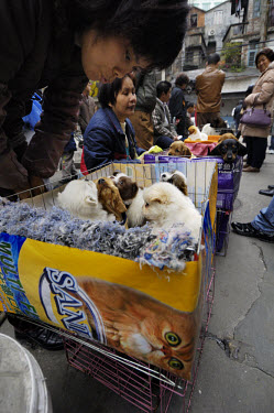 Puppies are sold from a recycled cat food box on a street corner close to where dogs used to be sold for food in Qingping Market. Pets are becoming more and more popular amongst China's middle class.