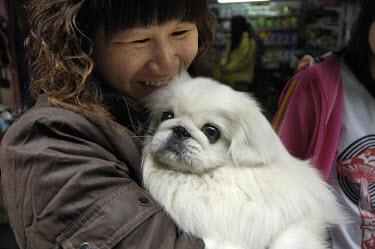Woman with her pet dog, which she is carrying with her on a trip to buy dog food at a street corner close to where dogs used to be sold for food in Qingping Market. Pets are becoming more and more pop...