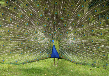 A peacock showing his feathers.