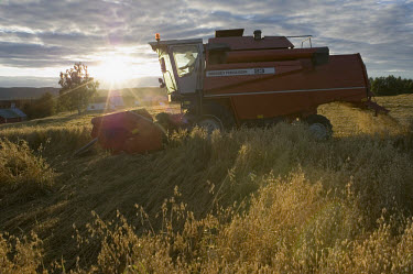 Oat harvesting. 2007 was a record harvest due to fine conditions.