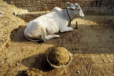 Cow and dung, used for fuel.