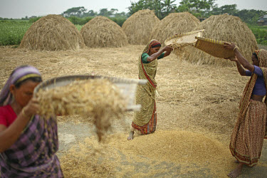 Farmers in Tangail District winnowing newly harvested boro rice. This year's harvest is expected to be larger than usual, yet with the current increase in worldwide rice prices, the price in Banglades...