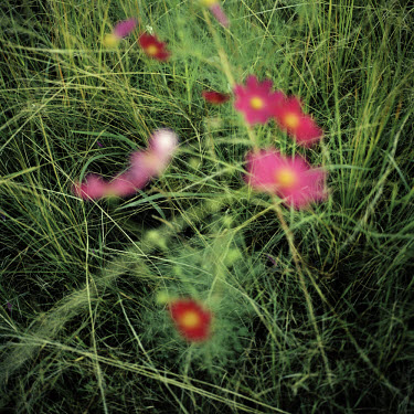 Cosmos flowers in a meadow near Loskop in the Drakensberg mountains.