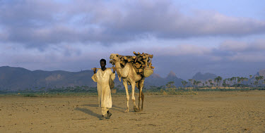 A Bedouin man transports firewood on his camel through a dry riverbed near Agordat.