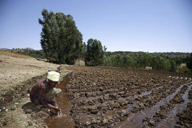 A farmer irrigates his field of potatoes with the help of the Lake Tana Watershed project. IFAD (International Fund for Agricultural Development) are currently involved in the Lake Tana Watershed proj...