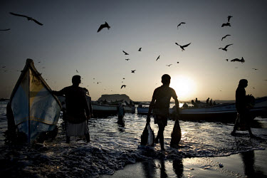 Local fishermen at the fish market in the coastal town of Bir-Ali. Several Somali refugees work at the market, transporting fish from the boats to the market stalls. They earn 2.5 USD a day, working f...