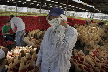 Illegal Mexican workers at the Armstrong Flower Company, in Oceanside, California. It is estimated that there are around 6.3 million Mexicans living and working illegally in the United States, and alt...