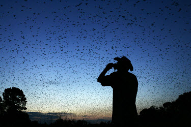A guard watches the bats. Millions of straw-coloured fruit bats arrive every October in Kasanka National Park, where they feed on the fruit of the mushitu swamp forest before moving on in December.
