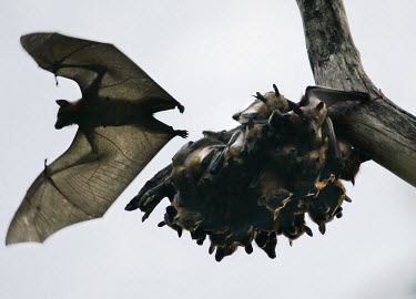 Millions of straw-coloured fruit bats arrive every October in Kasanka National Park, where they feed on the fruit of the mushitu swamp forest before moving on in December.