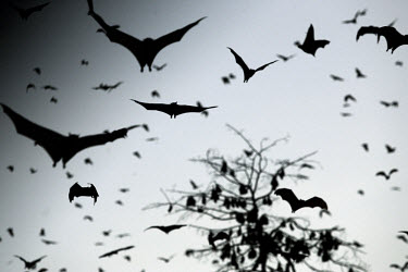 Millions of straw-coloured fruit bats arrive every October in Kasanka National Park, where they feed on the fruit of the mushitu swamp forest before moving on in December.