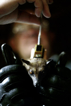 Researchers fit a tracking device to a bat in order to follow its migration. Millions of straw-coloured fruit bats arrive every October in Kasanka National Park, where they feed on the fruit of the mu...