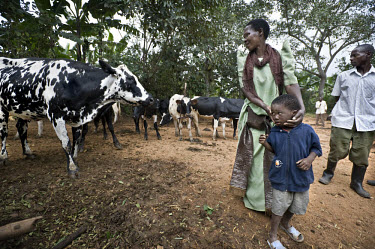A member of the women's farming association and a child with a herd of friesian cows, which are descendants of the original friesians flown to Uganda by Send A Cow, a British charity that aims to help...