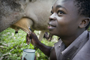 16 year old Dick Namoso, son of Olive Namoso milks his family's cow, which is a descendant of the original cow that was flown to Uganda by Send A Cow. With revenues from the milk parents have been abl...