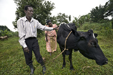 Mr and Mrs Luyombyas with their cow, which is a descendant of the first cow that was flown to Uganda by Send A Cow, a British charity that aims to help poor rural families in Africa to become self-suf...