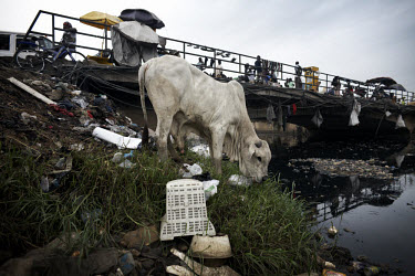 A cow grazes from amongst the e-waste, on the edge of Agbogbloshie dump, which has become a dumping ground for computers and electronic waste from all over the developed world. Hundreds of tons of e-w...