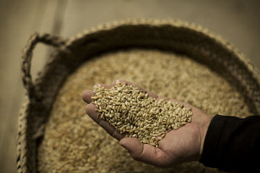 Rafael Margalef with a handful of rice in his rice mill at Deltebre.