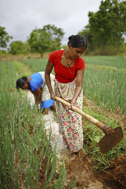 42 year old R.M. Mallika (in blue) and 24 year old R.M. Thamara Kumari working in their onion field in Thariyan Kulama village. They received a loan and business training from the International Fund f...