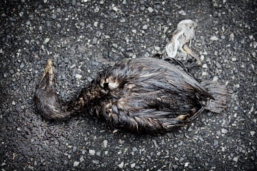 A dead sea bird lying on the ground outside the bird watching facility in Langesund. Not long after the accident, several environmental organisations created a centre to try and help birds affected by...
