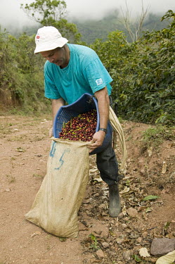 Coffee producer Gerardo Arias Camacho collects coffee at his property in Llano Bonito. 600 small coffee farmers in this area are members of the Coopellano Bonito cooperative, enabling them to get a be...