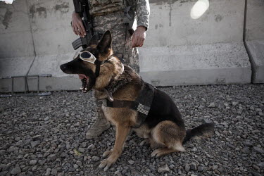 An attack dog, assigned to US Army 501st Airborne Scout unit, wearing protective goggles yawns ahead of an air assault operation to search for Taj Mohammed, a Taliban facilitator in Paktika Province.