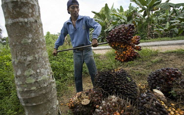 A worker uses a spike to stack bushels of palm oil kernels on the road side, for collection and shipment to a processing plant in Kuala Cenaku.