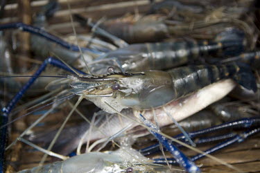 A prawn caught in a trap. These creatures were once plentiful in the Cenaku river, but are now rare, since logging in the area has contributed to the poisoning of the river.