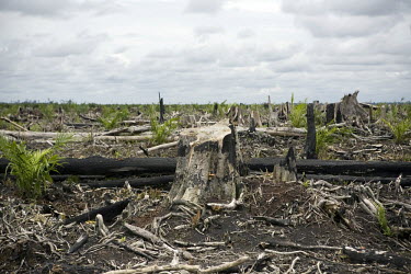 An area that was recently deforested to make room for an expanding palm oil plantation.