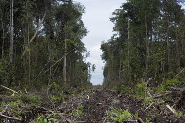 A road runs through an area of forest slated to be destroyed to make space for an expanding palm oil plantation.