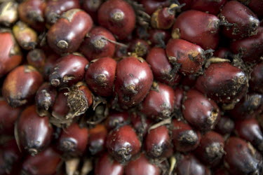 Palm oil kernels still in a bushel, freshly harvested and en route to a mill for processing.