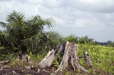 A tree stump is seen next to a young palm oil plant on the Duta Palma Plantation.