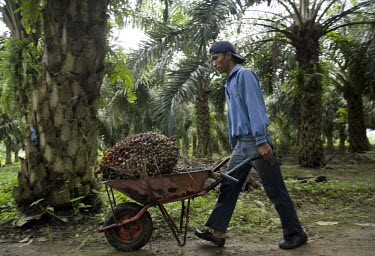 A worker harvests palm oil bushels in a small plantation.