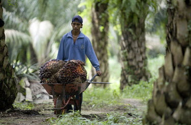 A worker harvests palm oil bushels in a small plantation.